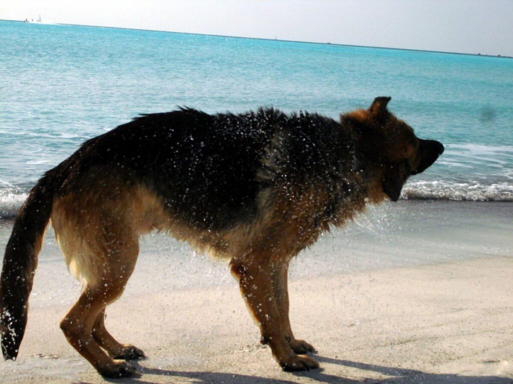 Bau Beach Rosignano